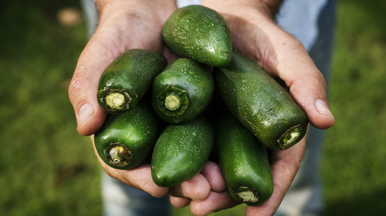 Hands holding jalapeno peppers