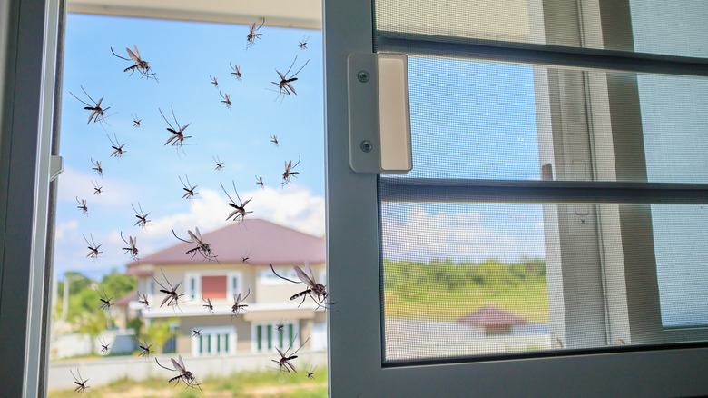 mosquitoes in window