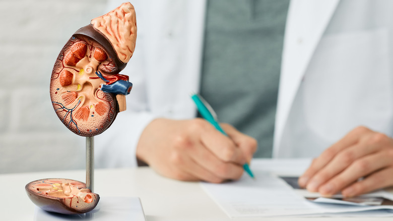 Doctor with model of kidney