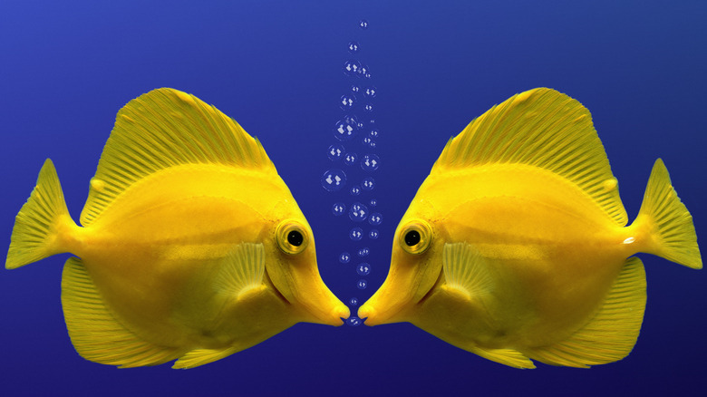 Two yellow fish making it look like they're kissing