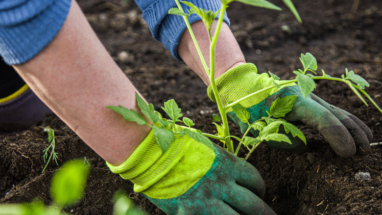 person with their hands in the soil gardening