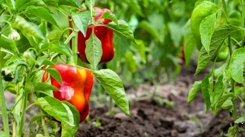 Red bell peppers in a garden