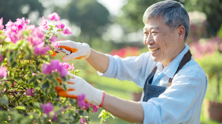 happy man pruning flowering bushes 