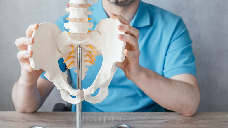 man holds model of hip bones