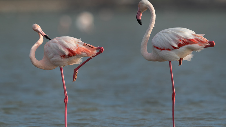 flamingos