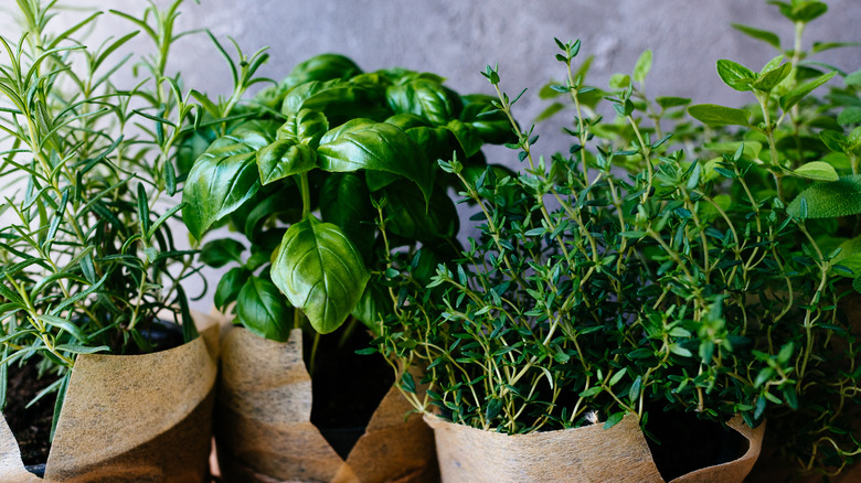 assorted fresh herbs 