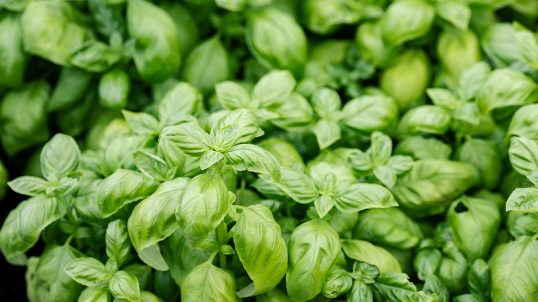 basil plants