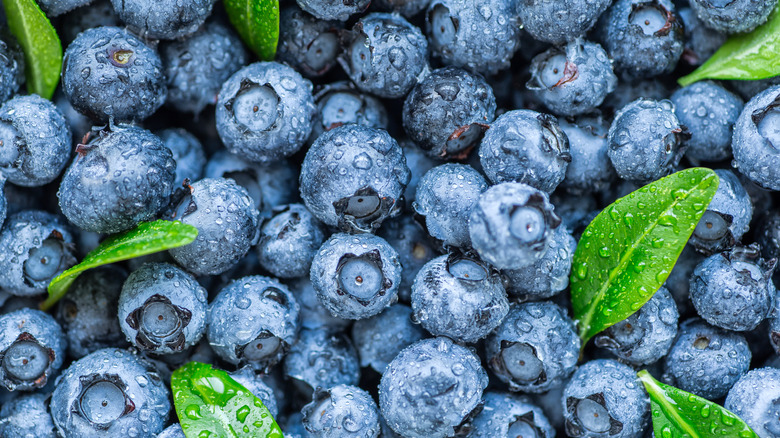 blueberries close up