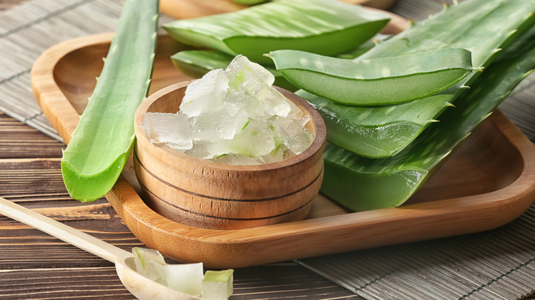 an aloe plant with a cup of fresh aloe pulp