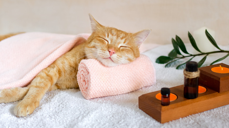 A cat sleeps resting his head on a towel on a massage table