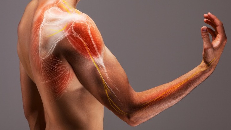 mans shoulder tendons joints bones