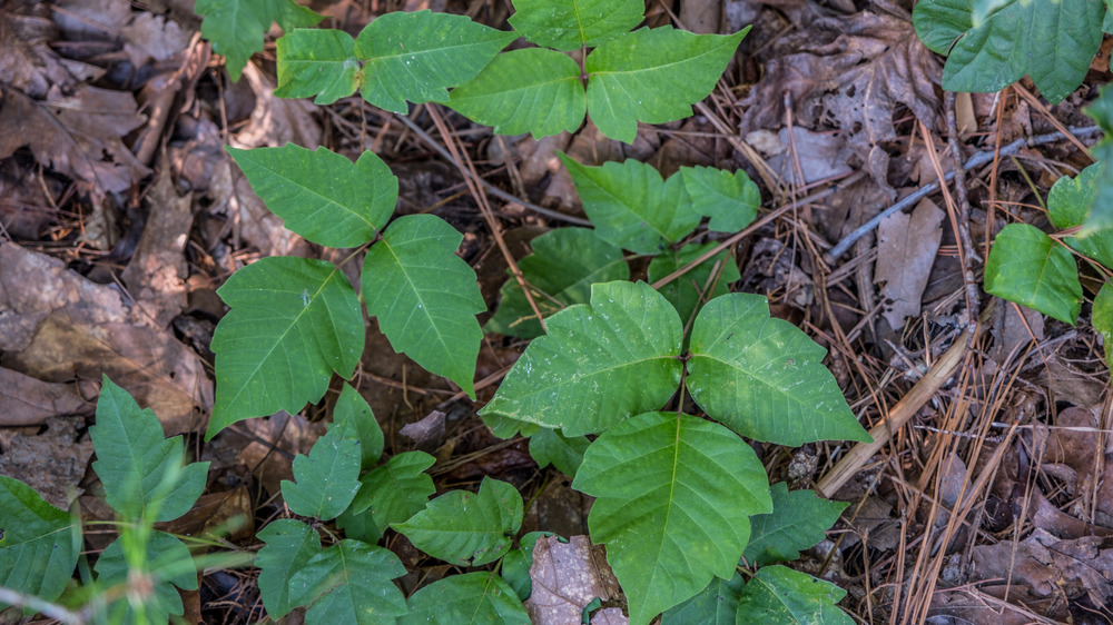 Clump of poison ivy growing on the ground