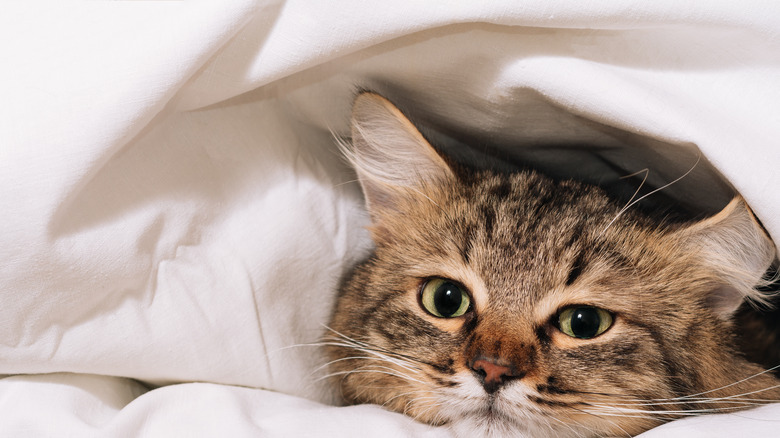 cute cat in bed sheets