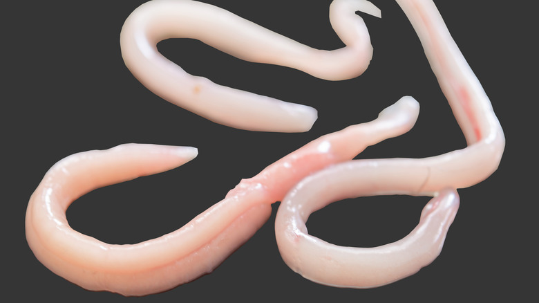 close up shot of tapeworms