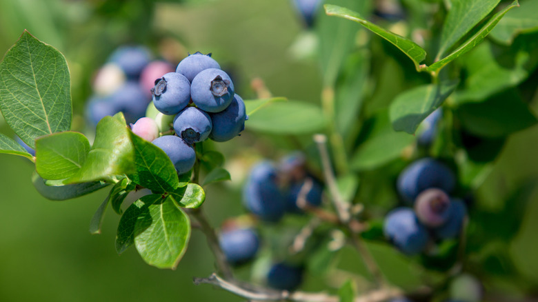 Wild blueberries 