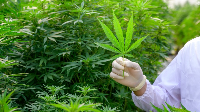 gloved hand holding cannabis leaf
