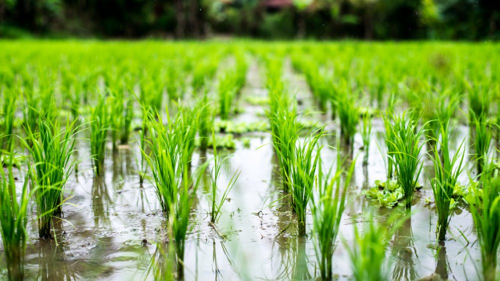 Rice paddy