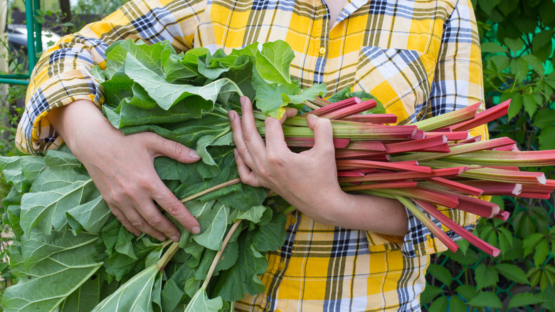 person carrying armful of rhubarb