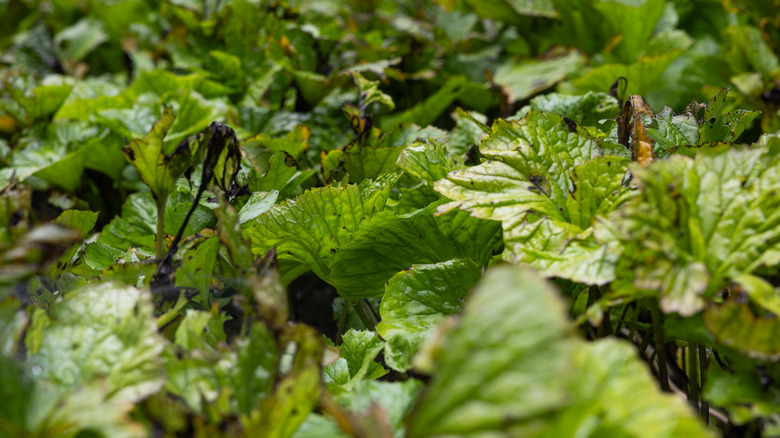 Wasabi plant in Japan