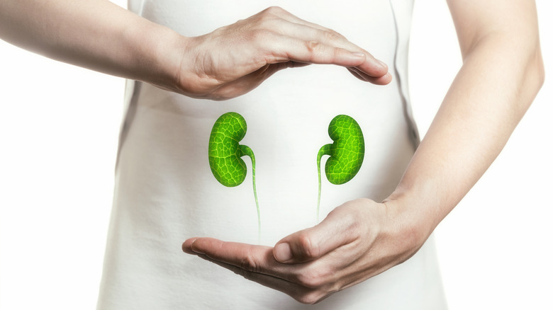 concept of healthy kidneys, woman framing two green kidneys with her hands 