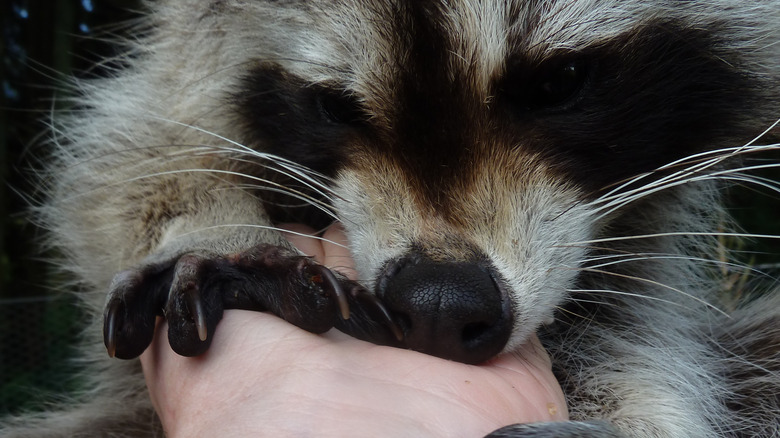 Raccoon biting human hand