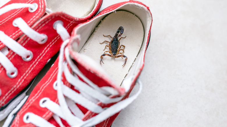 Scorpion inside a tennis shoe