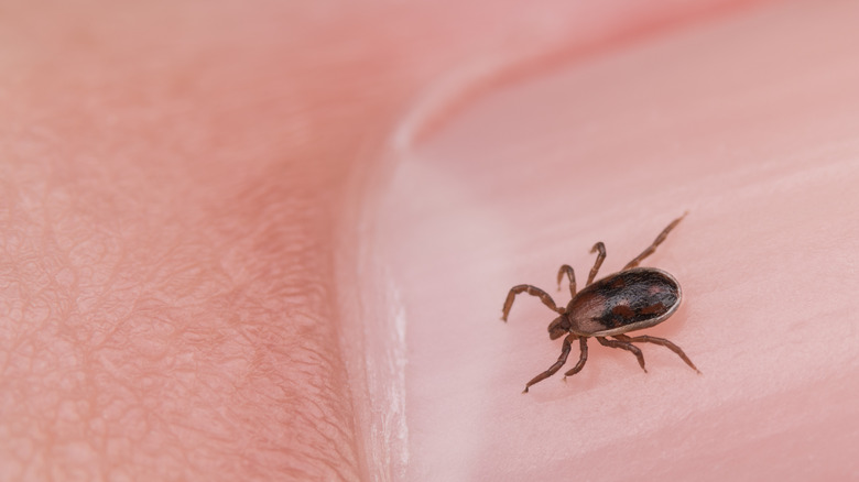 Tick on human fingernail