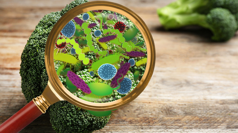 Magnification of microbes on broccoli