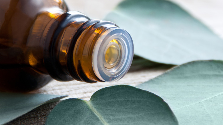 close-up of eucalyptus oil with leaves in background