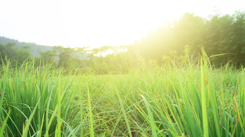 a field of lemongrass 