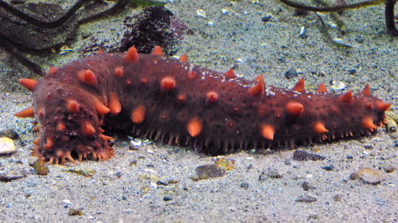 Live sea cucumber