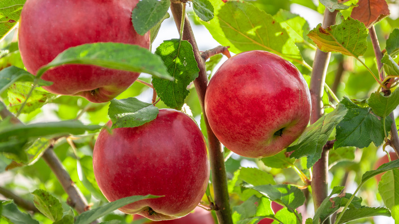 apples on a tree 