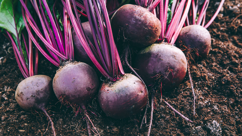 fresh beets in the dirt 