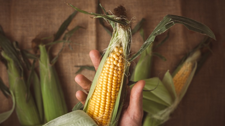 fresh corn on the cob in hand