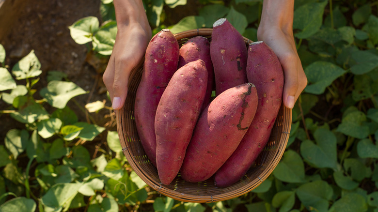 basket of sweet potatoes