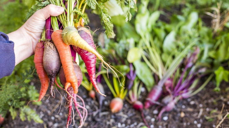 hand holding rainbow carrots fresh from the garden