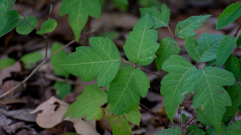 Poison ivy and poison oak