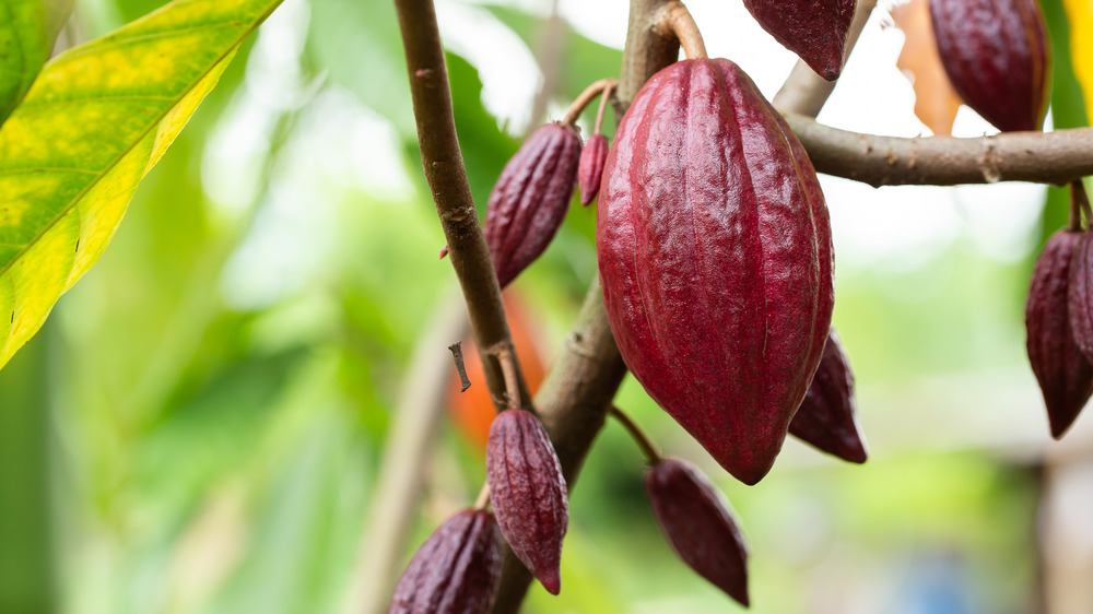 Cacao trees in nature