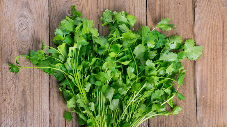 A large bunch of cilantro