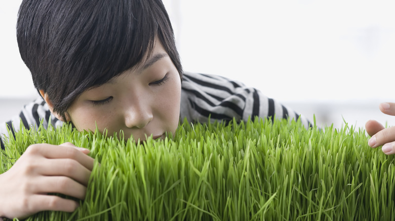 A short-haired woman closely examining wheatgrass