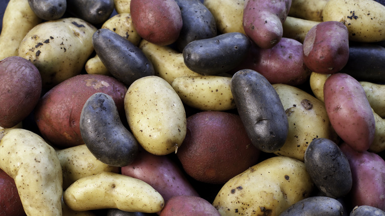 variety of potatoes