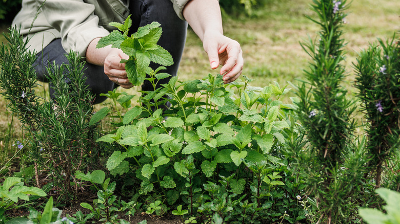 woman picking lemon balm herb