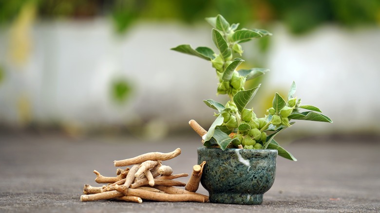 Ashwagandha plant