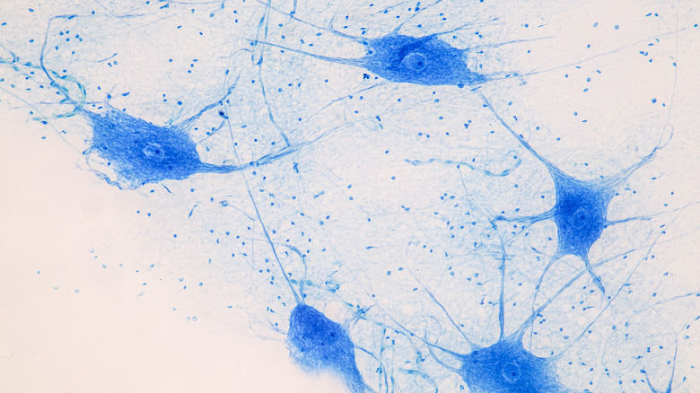 Blue illustrations of neurons