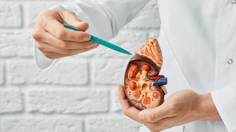 Person holding model kidney