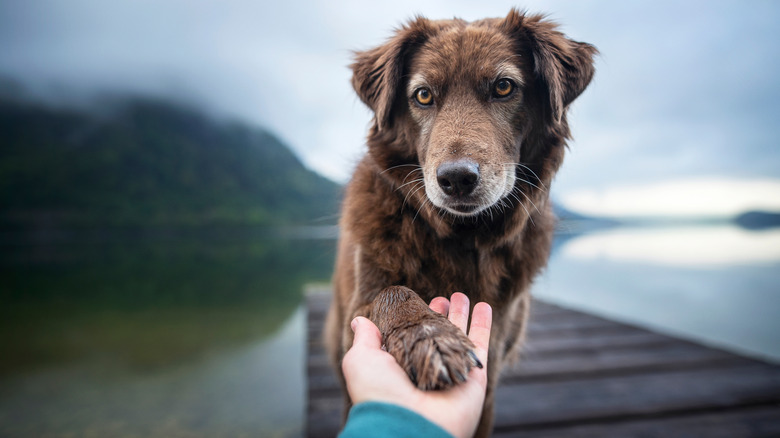 dog gives human paw