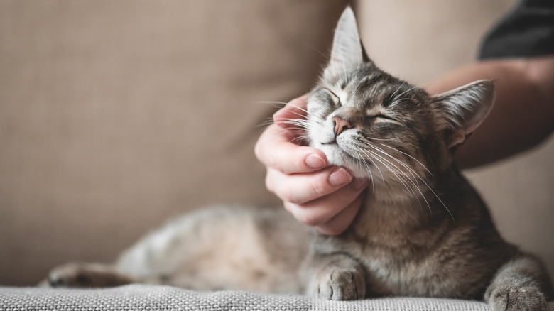 hand petting happy cat