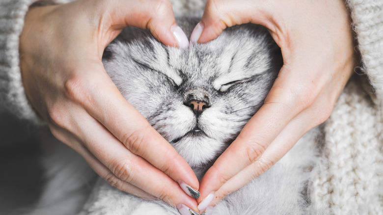 heart shape around cat head