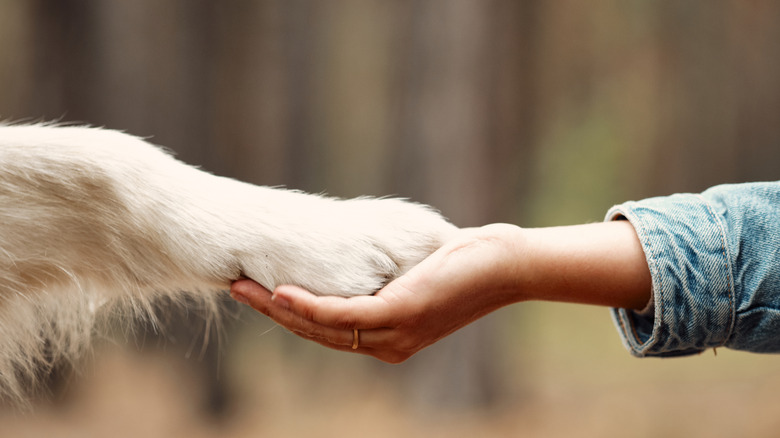 human hand holding dog paw