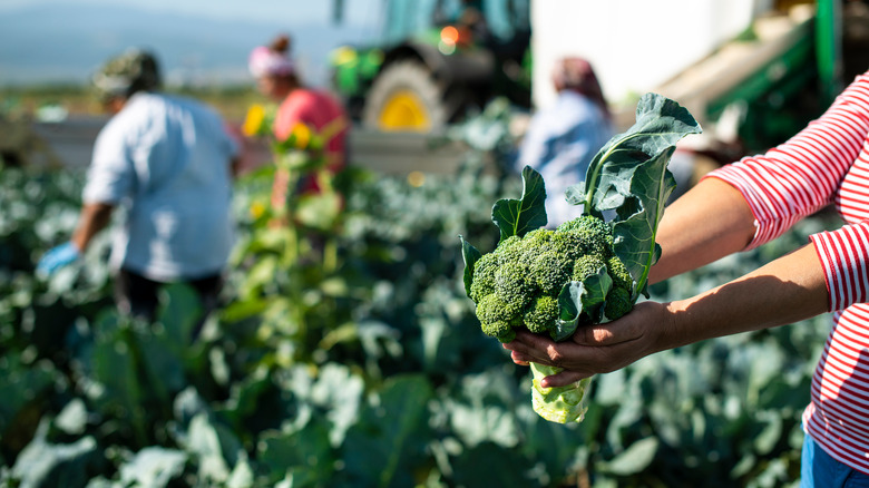 A woman holds a large head of broccoli